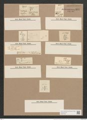 Navicula mutica var. ventricasta Kuetz. (de-Toni-Nr.: Genus 1, Species 397) Zeichnungen Sammlung Grunow Nr. 898 (NHMW-BOT-W0367365)